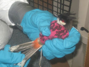 Bird Smuggling