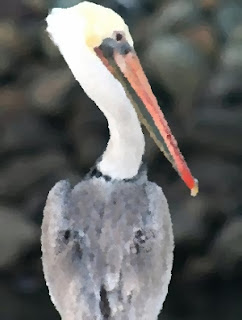 Brown pelican