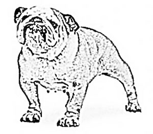English bulldog